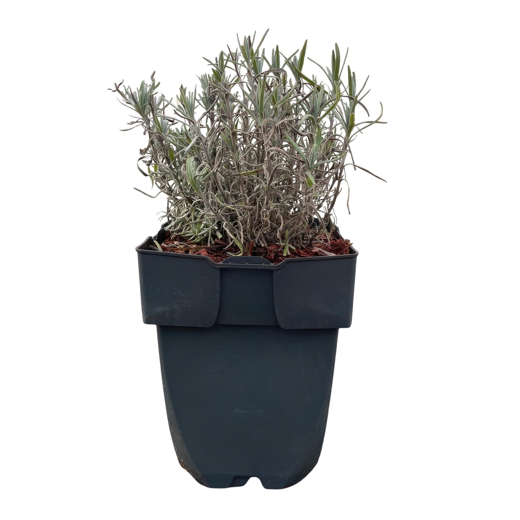 Lavandula angustifolia Hidcote - Lavandula Anguustifolia Hidcote - Feuilles grises - 6 plantes - 1 mètre courant - Feuilles persistantes - 17 cm de hauteur 30 cm - Plante parfumée et respectueuse des