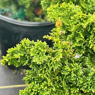 Chamaecyparis Filicoides, 3 Gallon, Fernsprey False Cypress, Evergreen Shrub, Full Sun, Outdoor