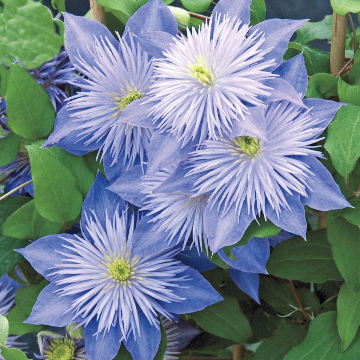 GARDENS ALIVE! - Crystal Fountain Purple Flowering Clematis Vine Dormant Bare Root Perennial Starter Plant, One Plant per Offer