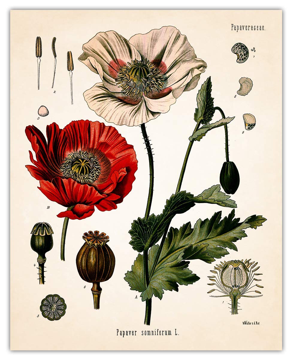 Amazon.com: Vintage Opium Poppy Botanical Wall Art - Give Your