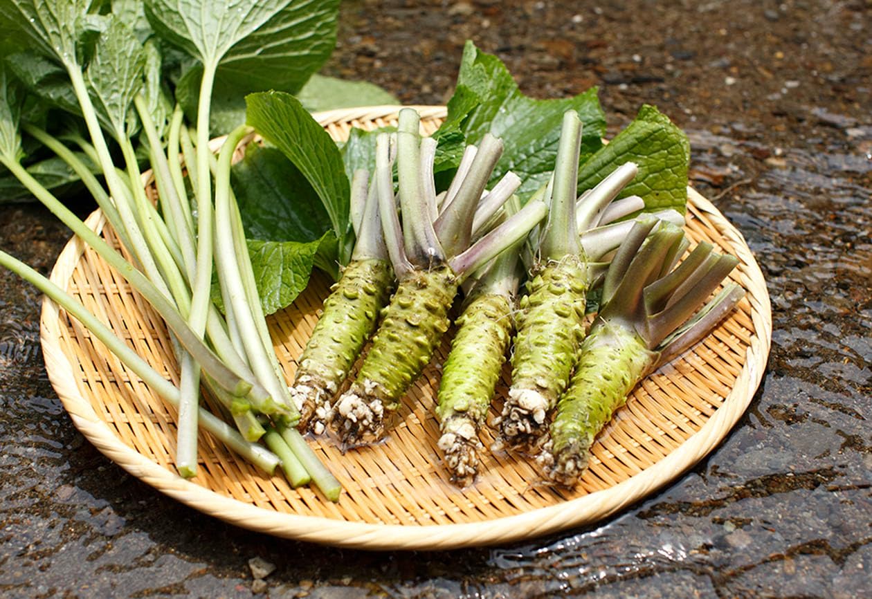 Amazon | 【5個セット】生一本おろし本わさび160g 静岡土産 お