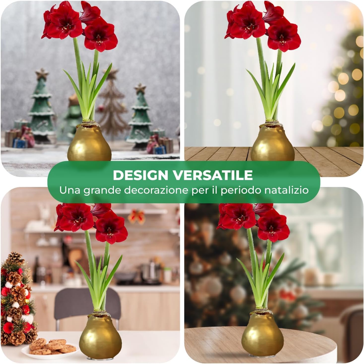 Bulbi di Amaryllis Cera Oro - 2 Bulbi Fiori in Grande Formato 26/28