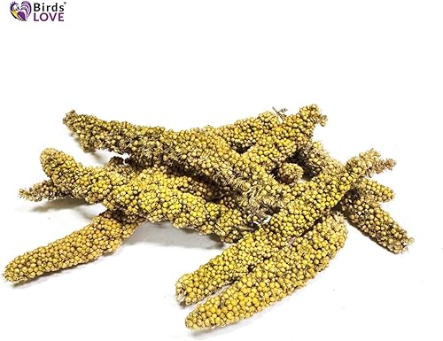 Miniatura 9 de Birds LOVE Economy & Thin Special Spray Mijo sin OMG (sin tallos solo tapas comestibles) para pájaros, cacatúa, tortolito, pinzón, canario, todos