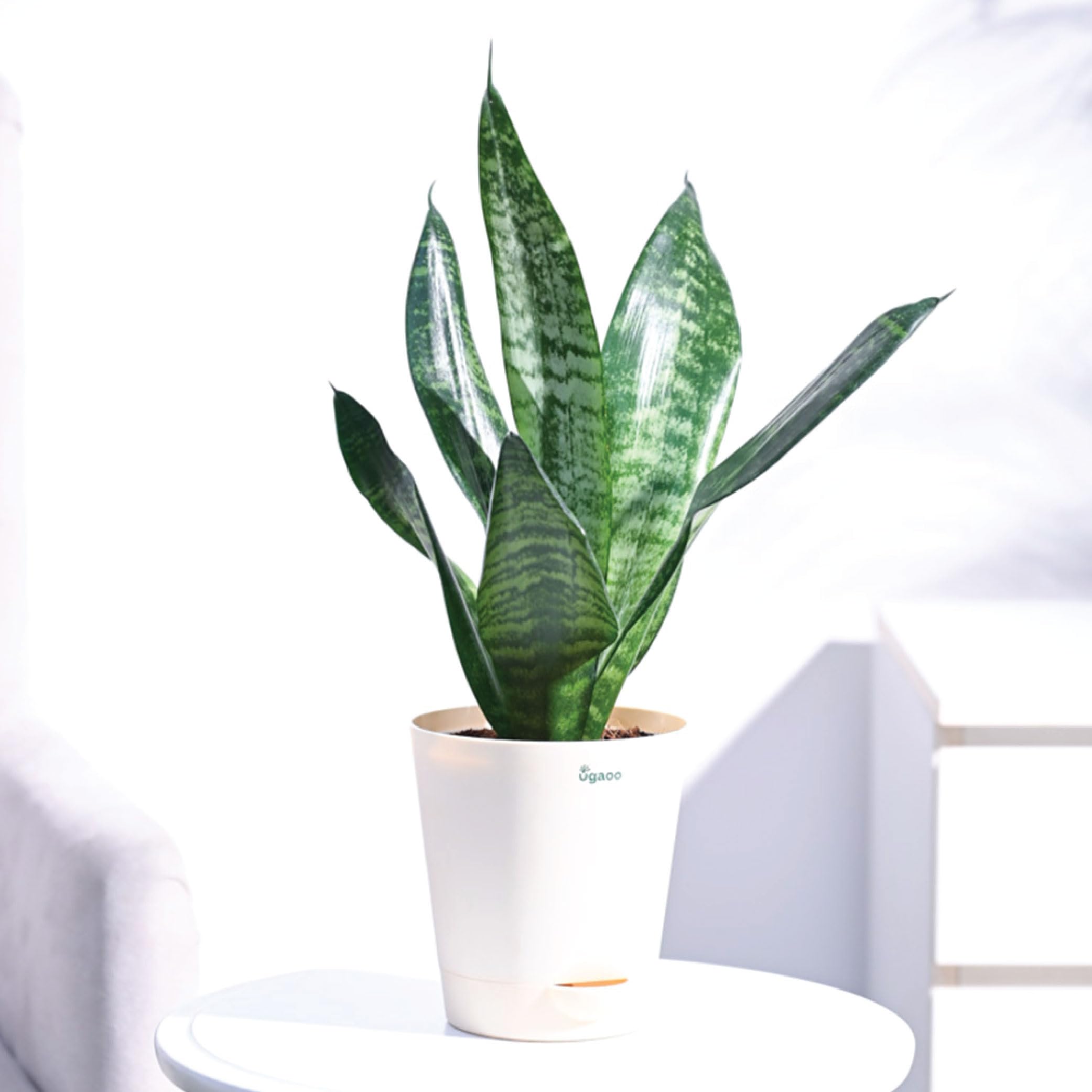 Ugaoo Sansevieria Superba Green Snake Plant with Self Watering Pot