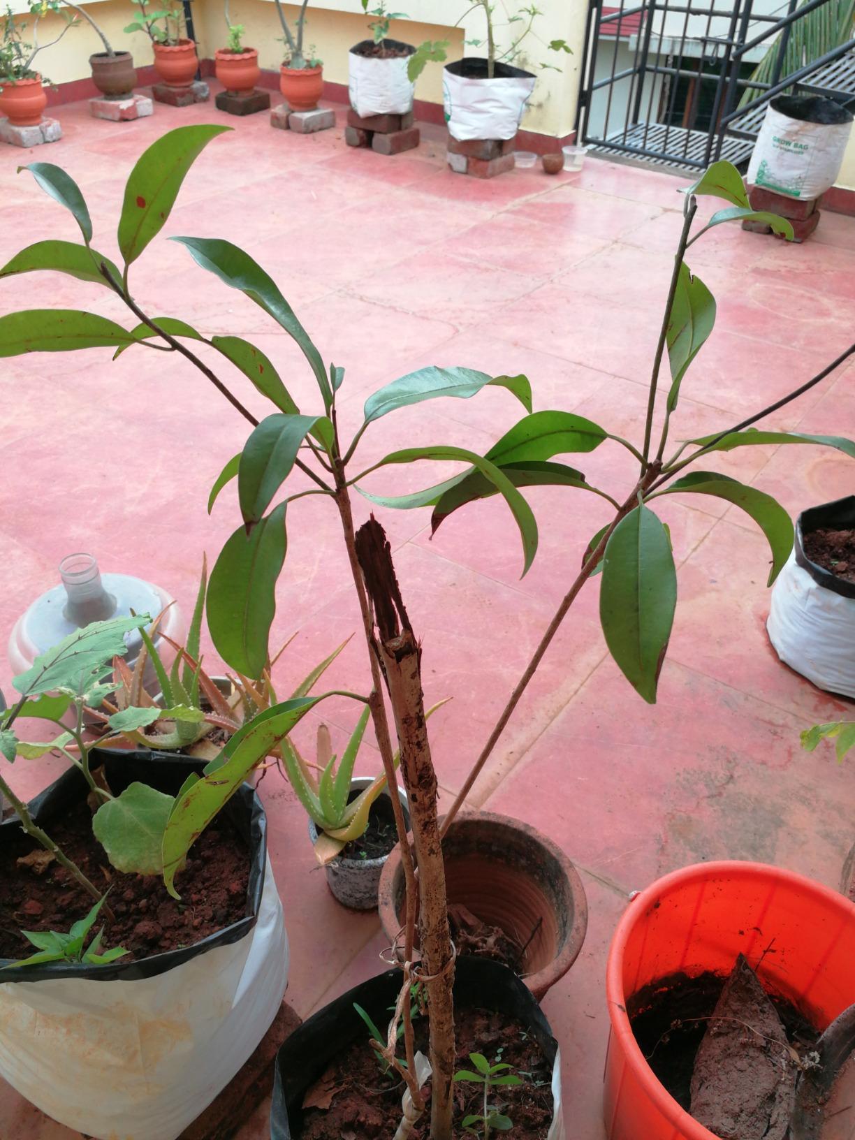 Creative Farmer Live Fruit Plant Sapota Chiku (Sapodilla) Manilkara ...