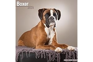 Boxer Dog Wall Calendar 2024 | 16 Month Wall Calendar by Avonside