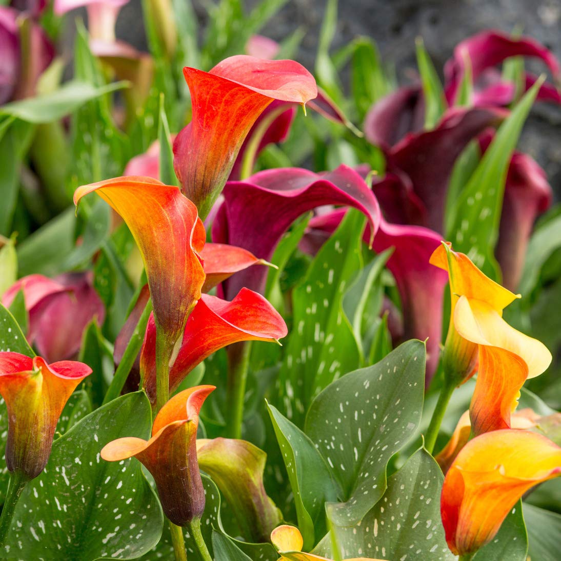 3pcs Oranje Calla Lelie Bollen Ingemaakte Calla Bollen Heirloom Bloembollen Zeldzame Verscheidenheid Tuin Binnenplaats Kas Planten Tuinieren Geschenken