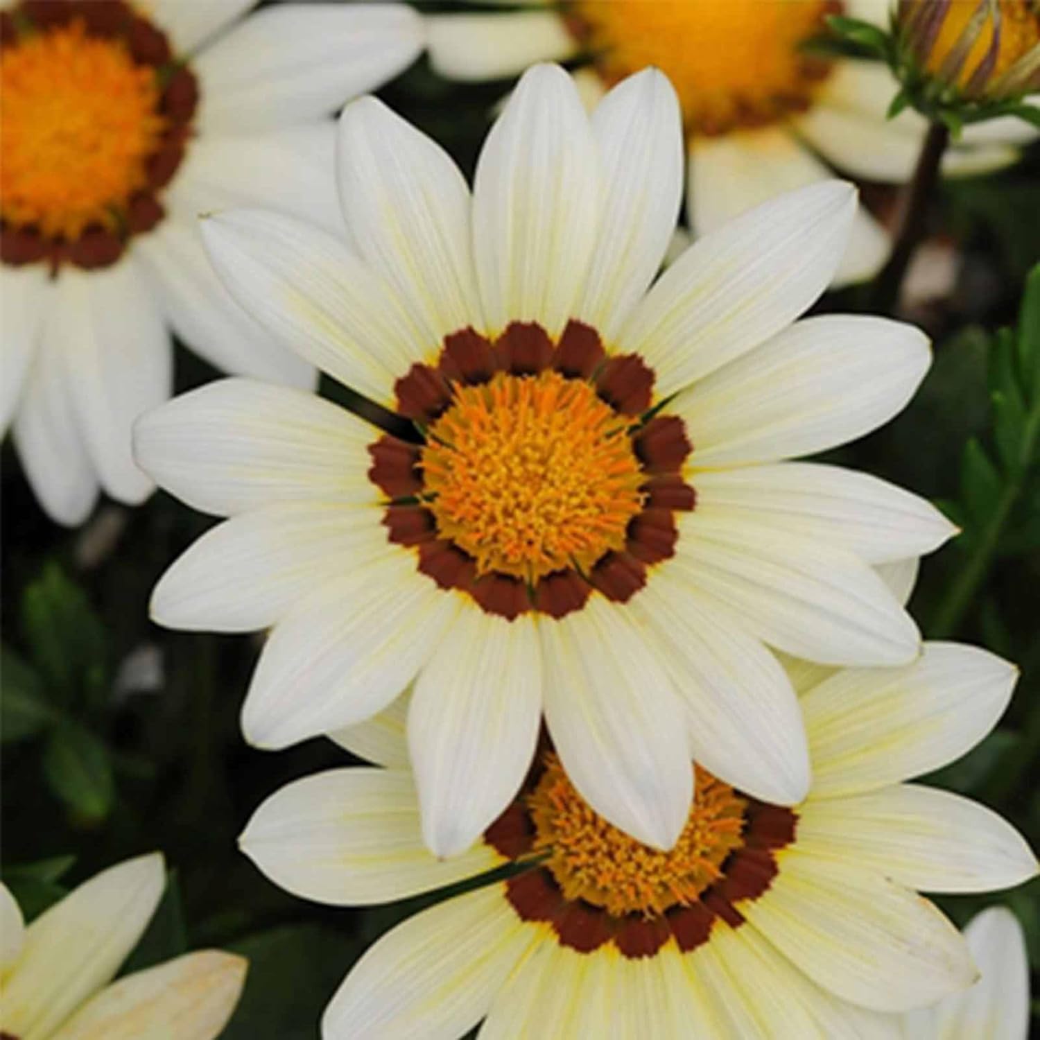 New Day Series Gazania Clear Orange ~500 Seeds (Coated) – Gazania splendens – Annual – Drought Tolerant – 3–4" Blooms in Mixed Colors – Heat-Loving – Fast Growing – Also Known as Treasure Flower