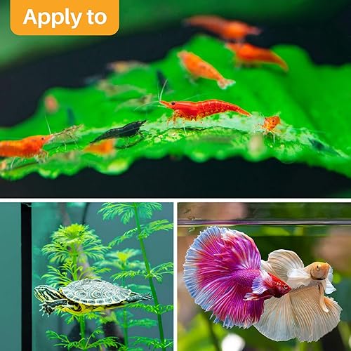 Miniatura 6 de Sukh 30 hojas de almendra india para Betta – Acondicionador de agua de almendras grandes para acuarios Catappa Acondicionador de agua de almendras