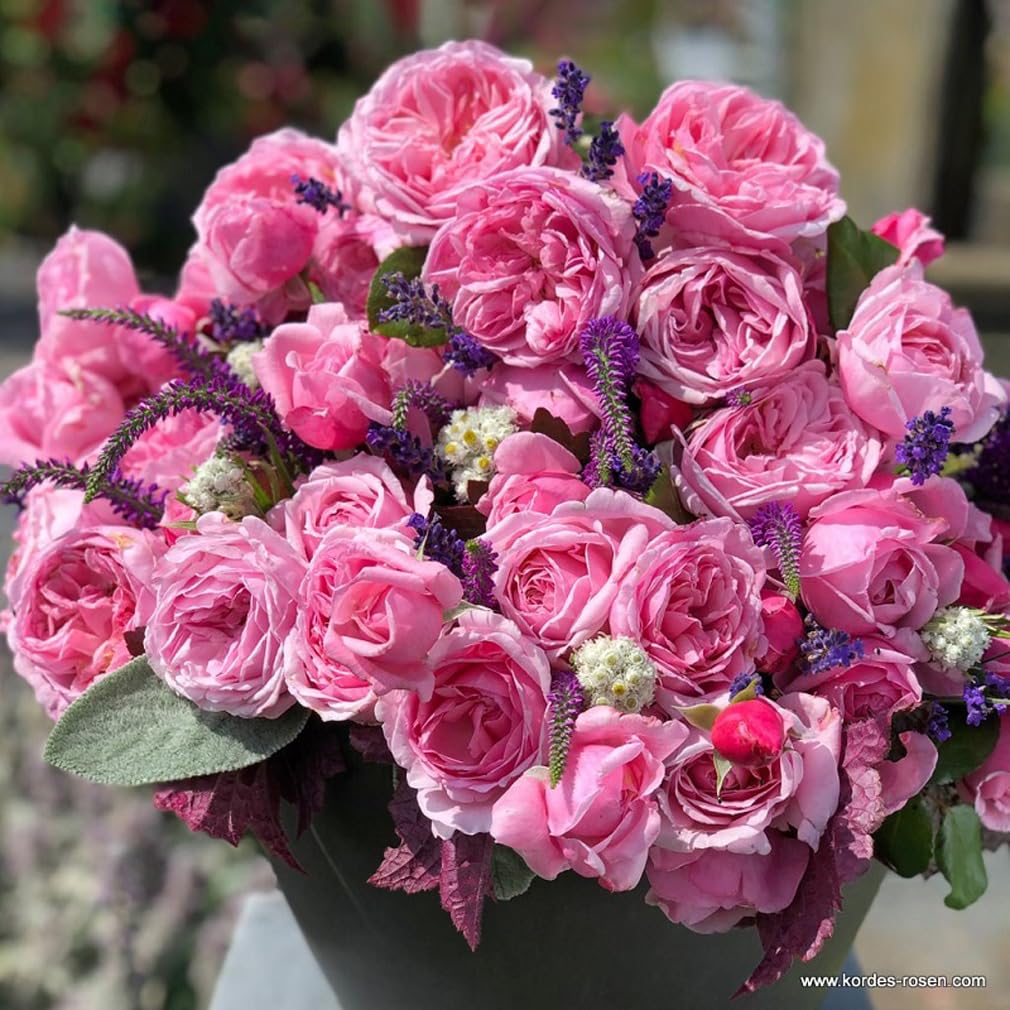 2 x Rose - Rosa 'Kiss me Kate' Topf 25-30 cm - Eine moderne Kletterrose mit betörendem Duft und prächtigen Blüten