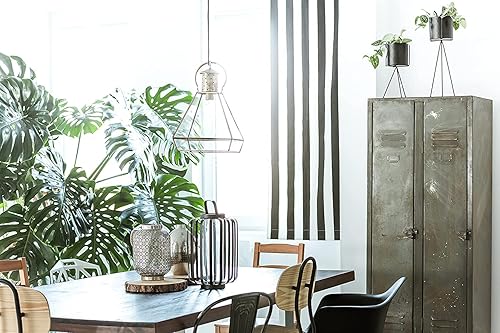 American Plant Exchange - Planta viva Monstera Deliciosa en maceta de 10 pulgadas con hojas divididas, planta grande de interior, fácil de cuidar y