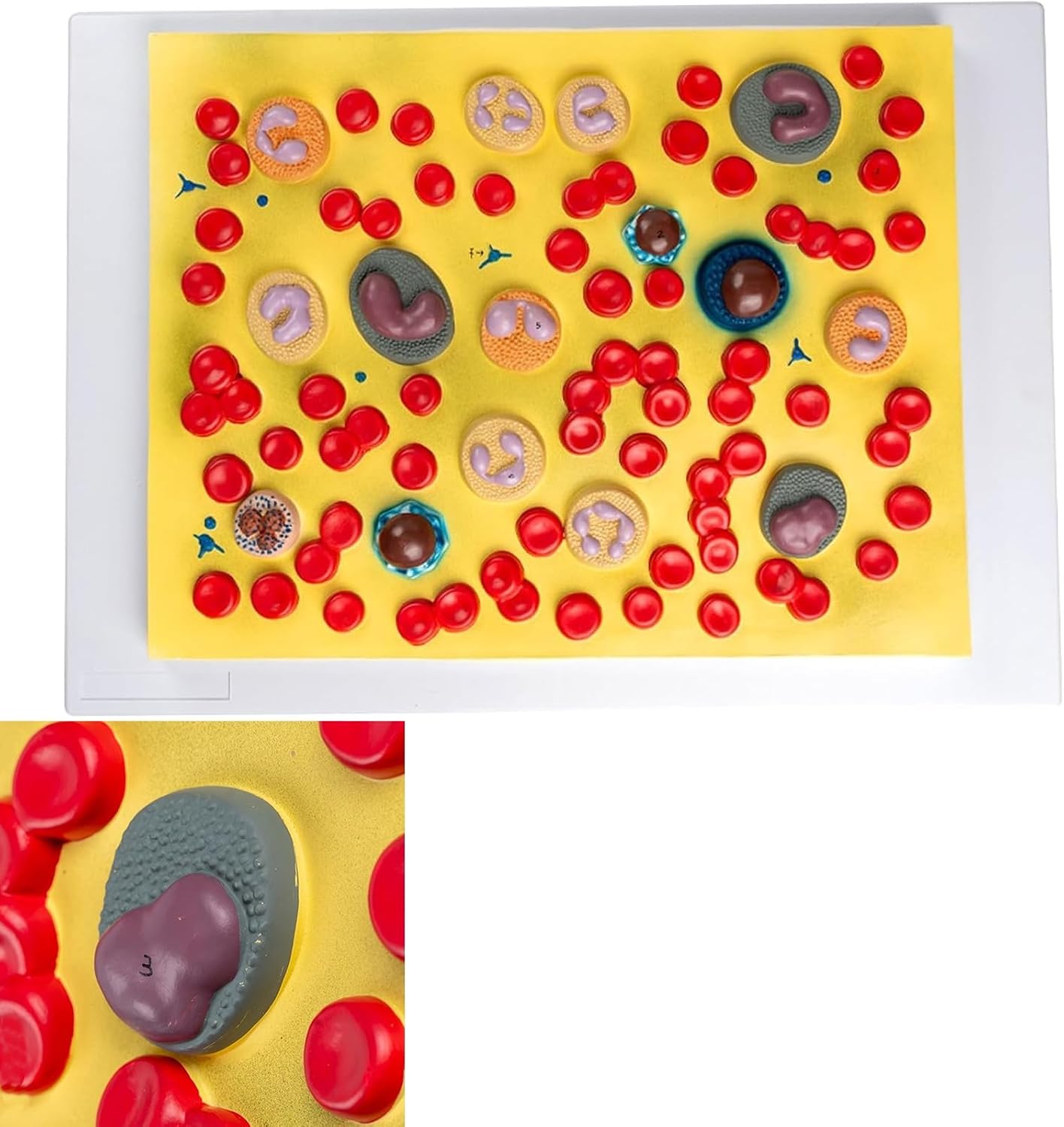 Human Blood Cells Anatomical Display Model, 2000x Enlarged Relief with Numbered Identification - Museum-Quality Medical Office Decor, Science Exhibition Piece, 53×38×8cm
