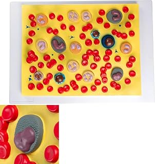 Human Blood Cells Anatomical Display Model, 2000x Enlarged Relief with Numbered Identification - Museum-Quality Medical Office Decor, Science Exhibition Piece, 53×38×8cm