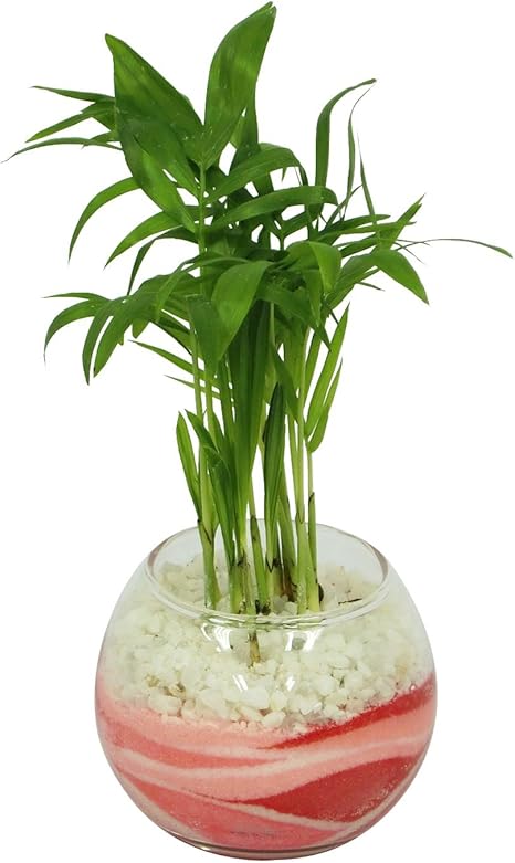 Amazon 花市場直送便 テーブルヤシ カラーサンド植え バブルボール8cm ピンク 赤 Diy 工具 ガーデン