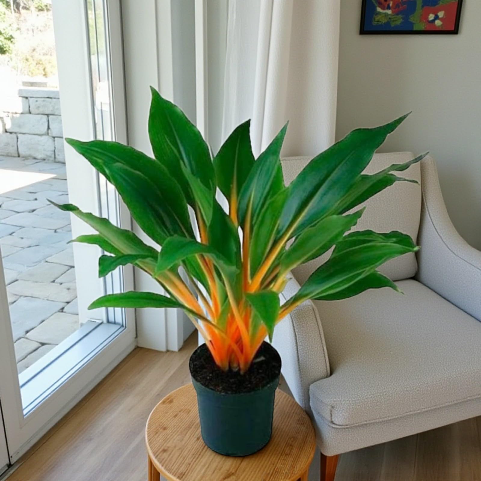 Carbeth Plants Fire Flash Orange Spider Plant in 12cm Pot (1)