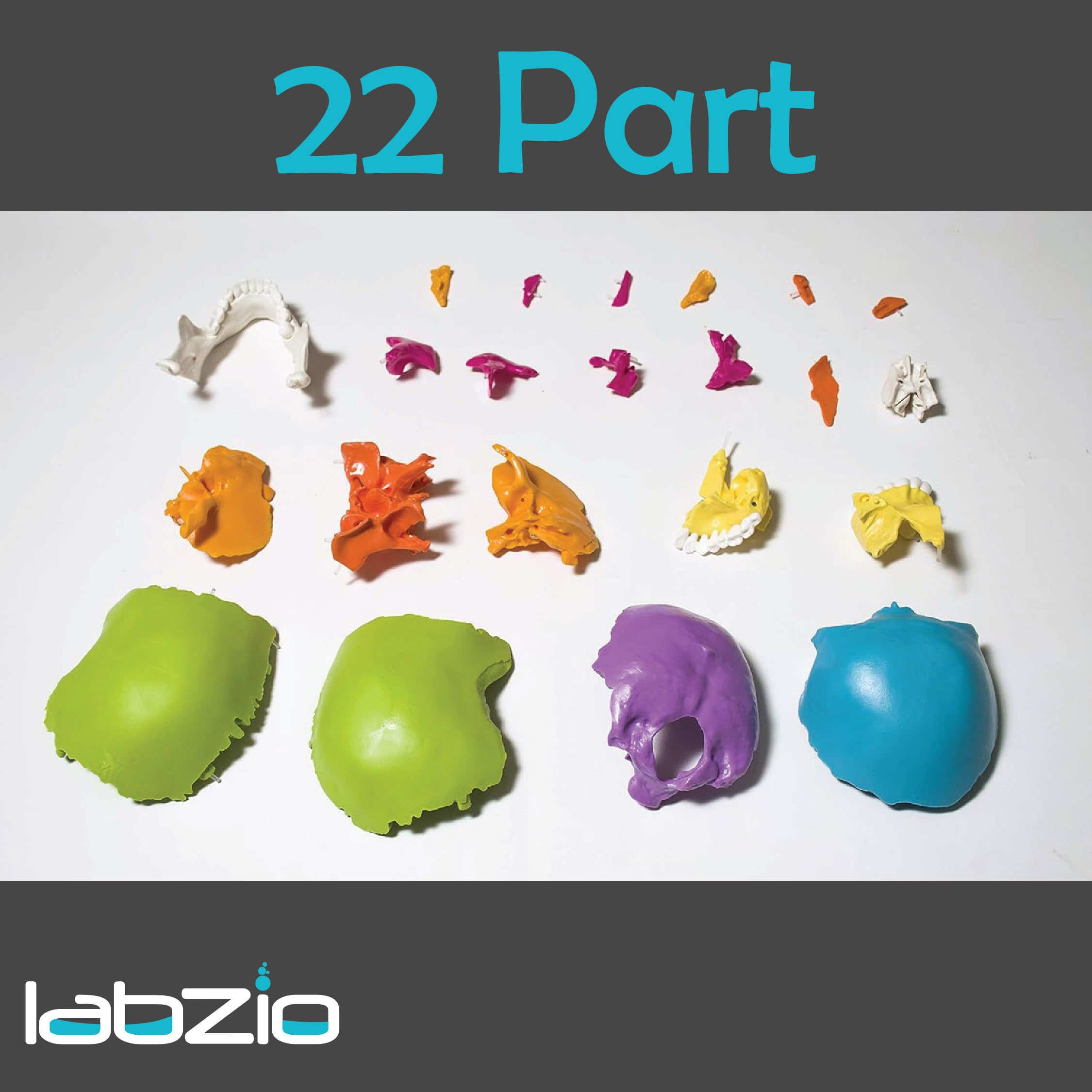 LABZIO Human Skull Model, 22-Part Life Size Exploded Colored Skull Anatomy Models, Detachable Painted Human Replica Anatomical Head Skeleton for Learning, Teaching and Study (Includes Chart) 1