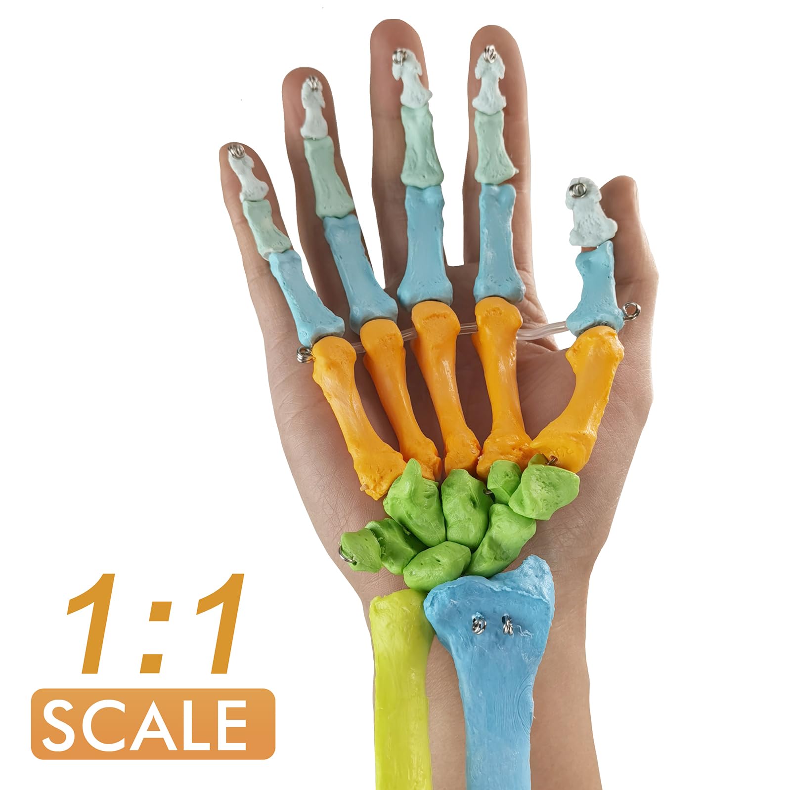EVOTECH SCIENTIFIC modello anatomico umano, modello anatomico osso della mano colorato