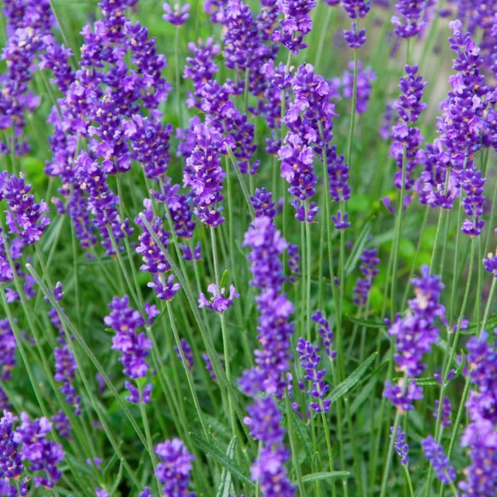 Lavender 'Munstead' - Fragrant English Lavender Shrub with Dark Purple-Blue Flowers – 8X 1 Litre Potted Plant by Thompson & Morgan