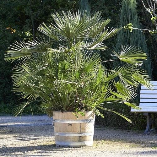 Image of Hardy Fan Palm Tree Live Outdoor Plant | Windmill/Mediterranean Palm | Potted Evergreen Shrub for Patio & Garden | Winter Hardy, Low Maintenance
