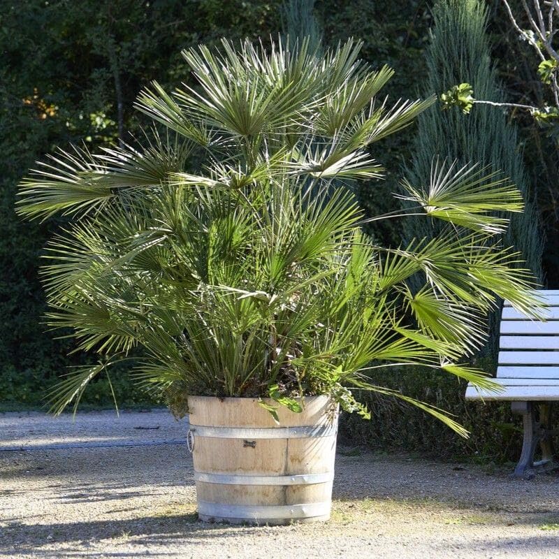 Hardy Fan Palm Tree Live Outdoor Plant | Windmill/Mediterranean Palm | Potted Evergreen Shrub for Patio & Garden | Winter Hardy, Low Maintenance