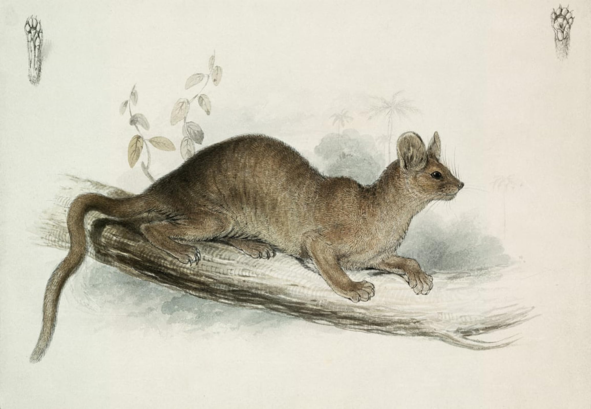 Cuadro en lienzo de Edward Lear para decorar la pared de un dormitorio elegante, 60x90cm 5