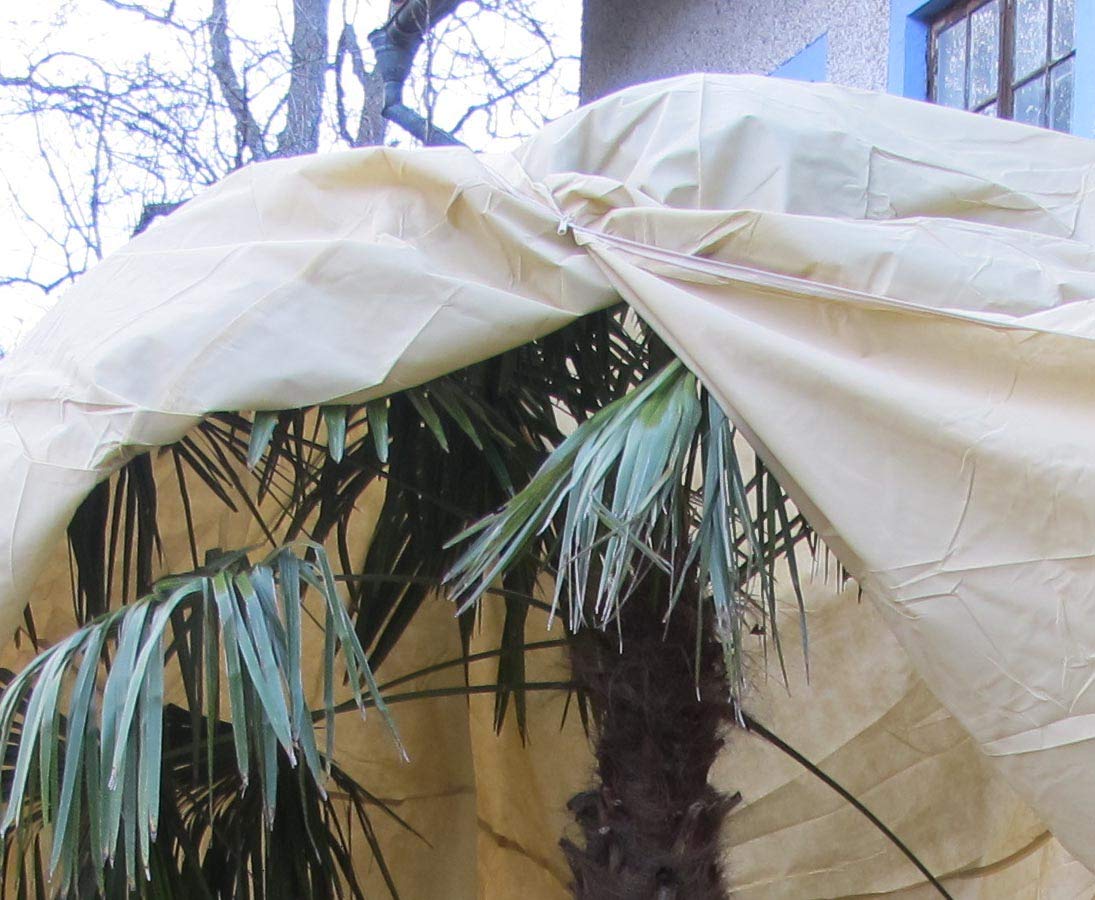wintrs chutz Telo XXL, pianta in tessuto non tessuto per Palme e alberi, H: 350 X B: 250 cm, Beige colorato con reissvrschluss – Protezione invernale cappe Pianta protezione guscio per piante