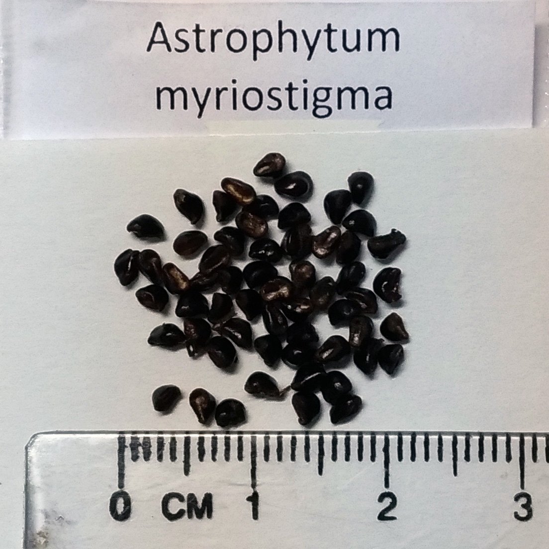 Amazon | 【種子】Astrophytum Myriostigma◇アストロフィツム・鸞鳳玉