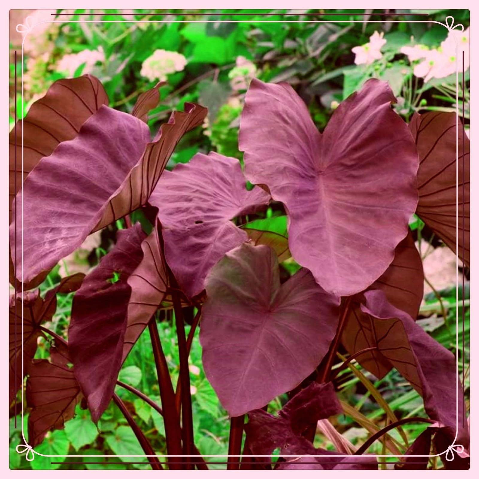 Elefantenohrpflanzenzwiebel,elefantenohr knolle riesige tropische Pflanze,  Hausgartendekoration,elefantenohr pflanze winterhart-5zwiebeln-H :  Amazon.de: Garten