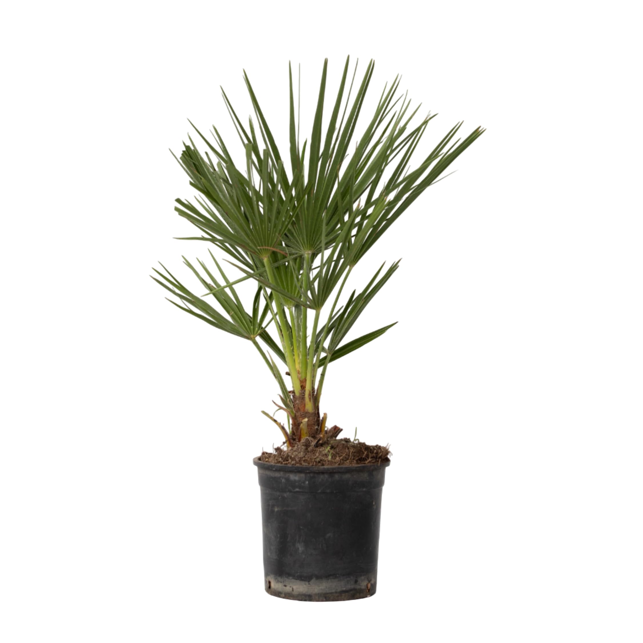 Plant in a Box - Chamaerops Humilis - Palma a ventaglio europea - Resistente - Vaso 15cm - Altezza 50-60cm