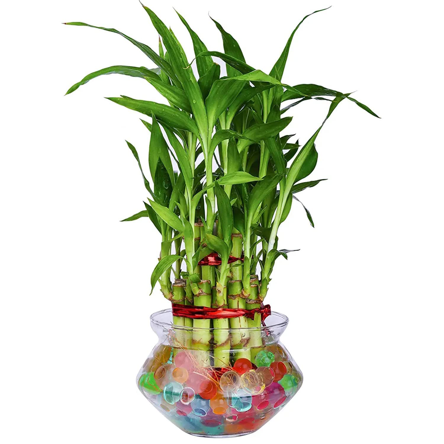 GIRISHA TRADERS Two Layer Lucky Bamboo Feng Shui good luck fortune Live Indoor Vastu Plant with Glass Bowl for home & Office Decor (B0C73Q6S37) Amazon Price History, Amazon Price Tracker