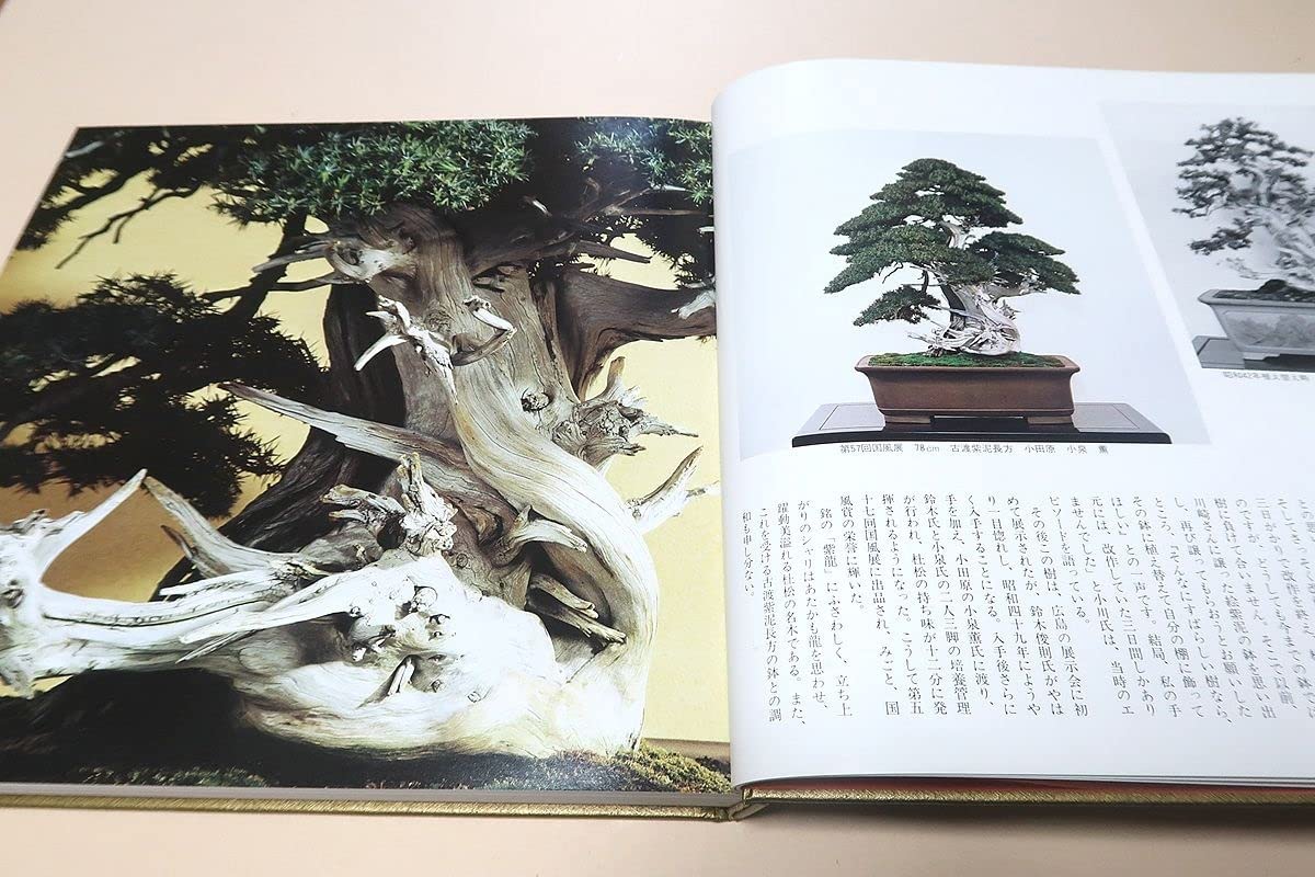 第98回 国風盆栽展／98th Kokufu Bonsai Exhibition - YouTube 昭和の