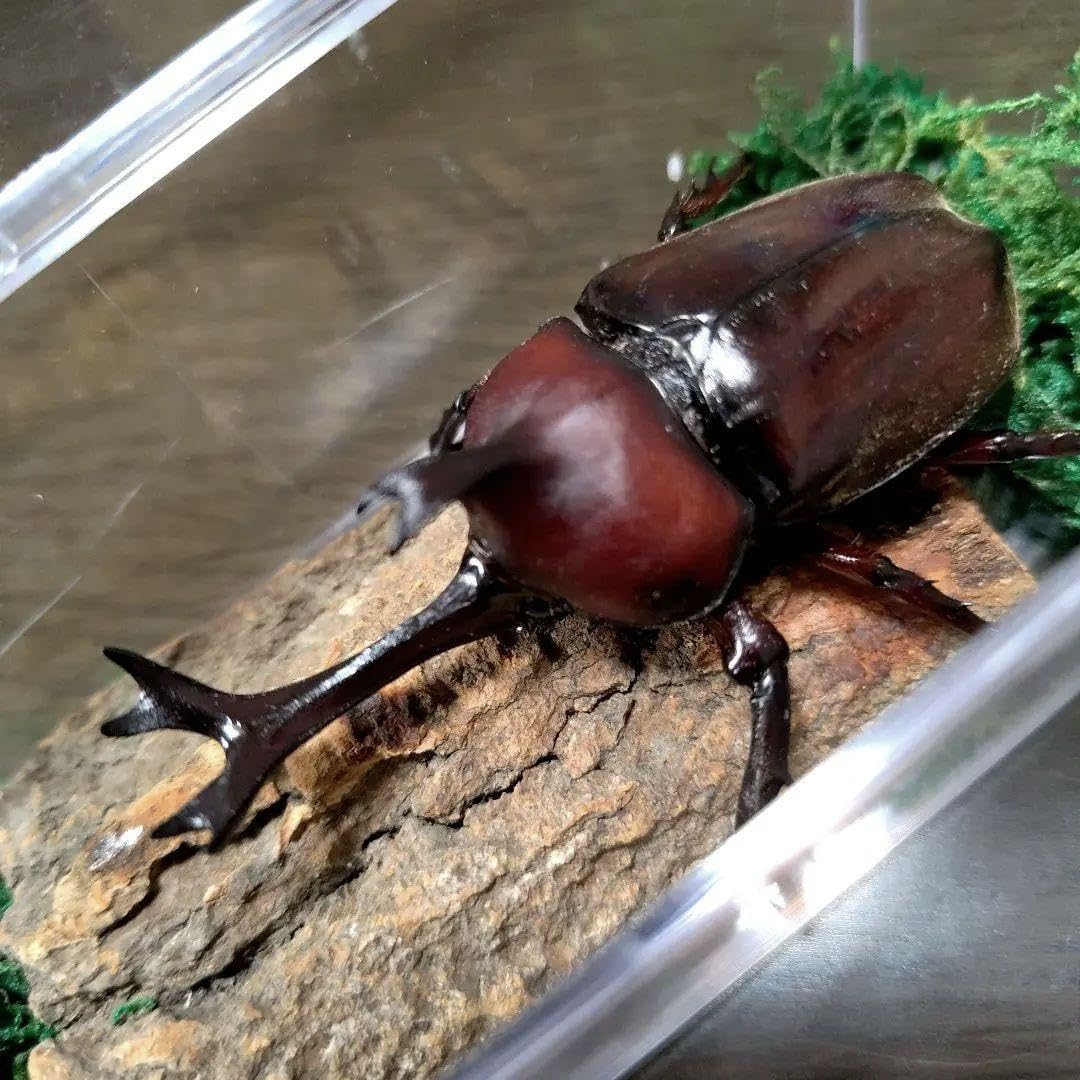 野生極美特大超巨大頭角19.7mm体長80mmぐらい黒ブラックカブトムシ昆虫標本 野生極美特大超巨大頭角19.7mm体長80mmぐらい黒ブラック