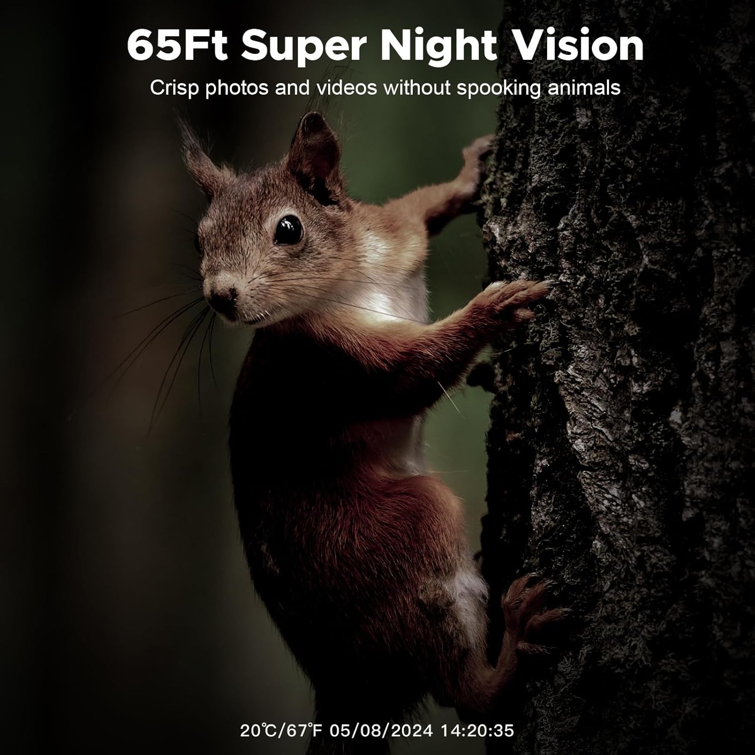 Image of a squirrel at night, demonstrating the camera's night vision capabilities