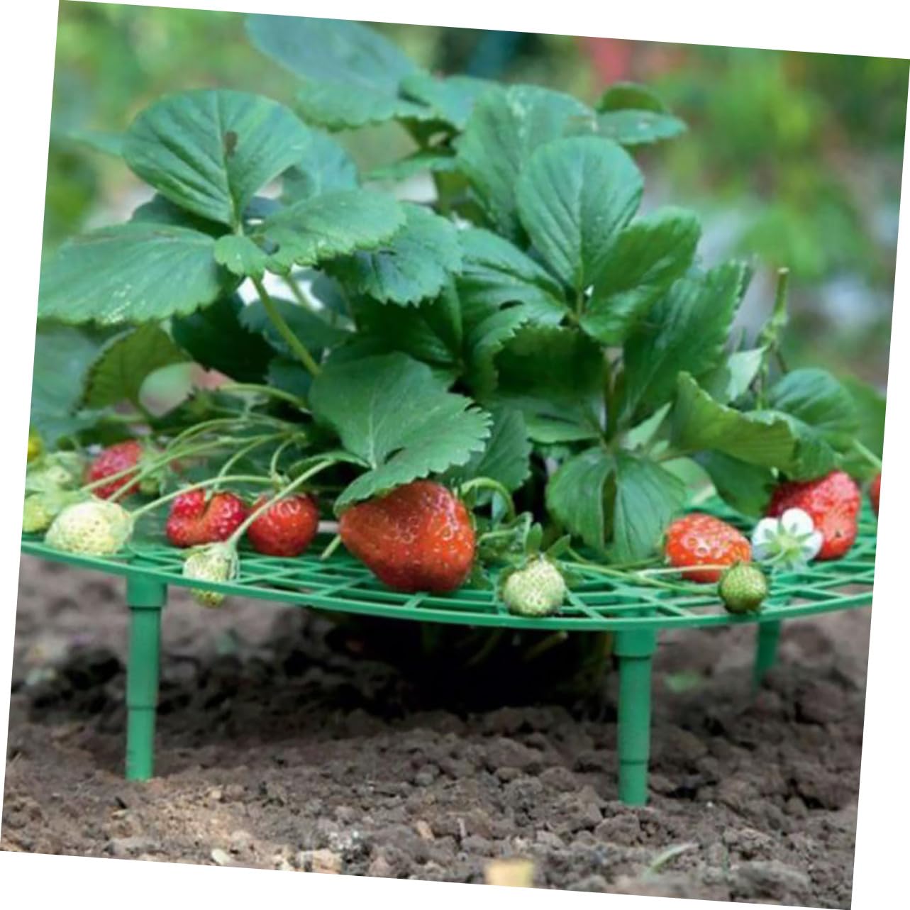 Support à Fraisiers en Plastique Vert 12pcs Cadre d'escalade Créatif pour Balcon Jardin Potager Protection et Maintien des Plants de Fraisiers