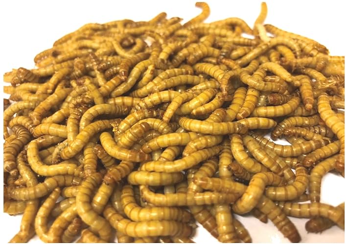 Livefood UK Live Mealworms Regular size 250g bag - 250 g (Pack of 1) - 1