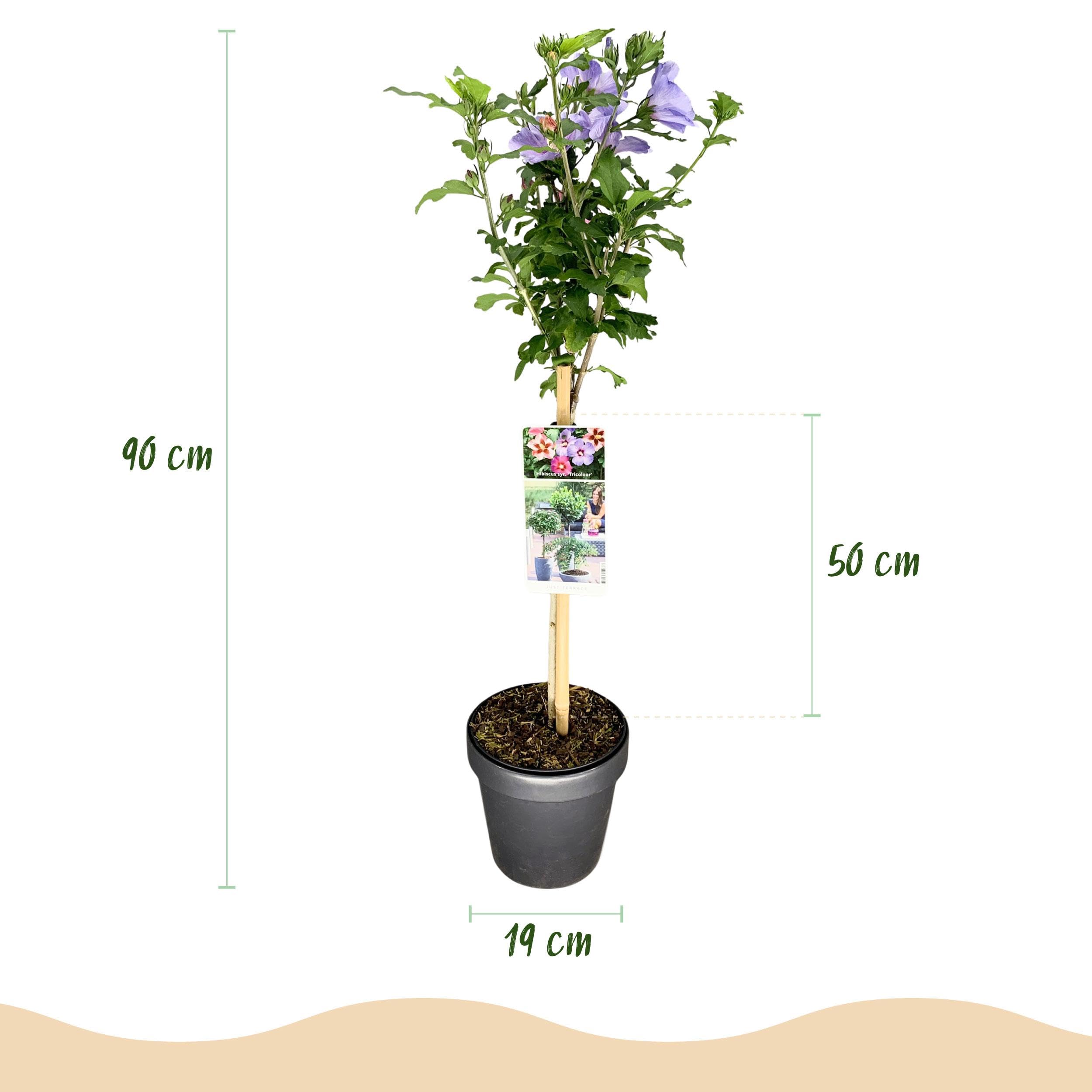 Hibiscus syriacus Tricolour - Roślina na pniu - Roślina tarasowa - Liściasta - Niewymagająca pielęgnacji - 80-90cm - Ø19cm - Roślina ogrodowa