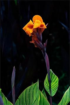 Canna Lily Tubers, Canna Lily Grow Fast. Exotic, Excellent Display, Canna Lily Easy to Plant, Canna Lily Hardy Perennial Canna Plants UK, Canna Lily Bulbs Mix Flowering,-1bulbs-H