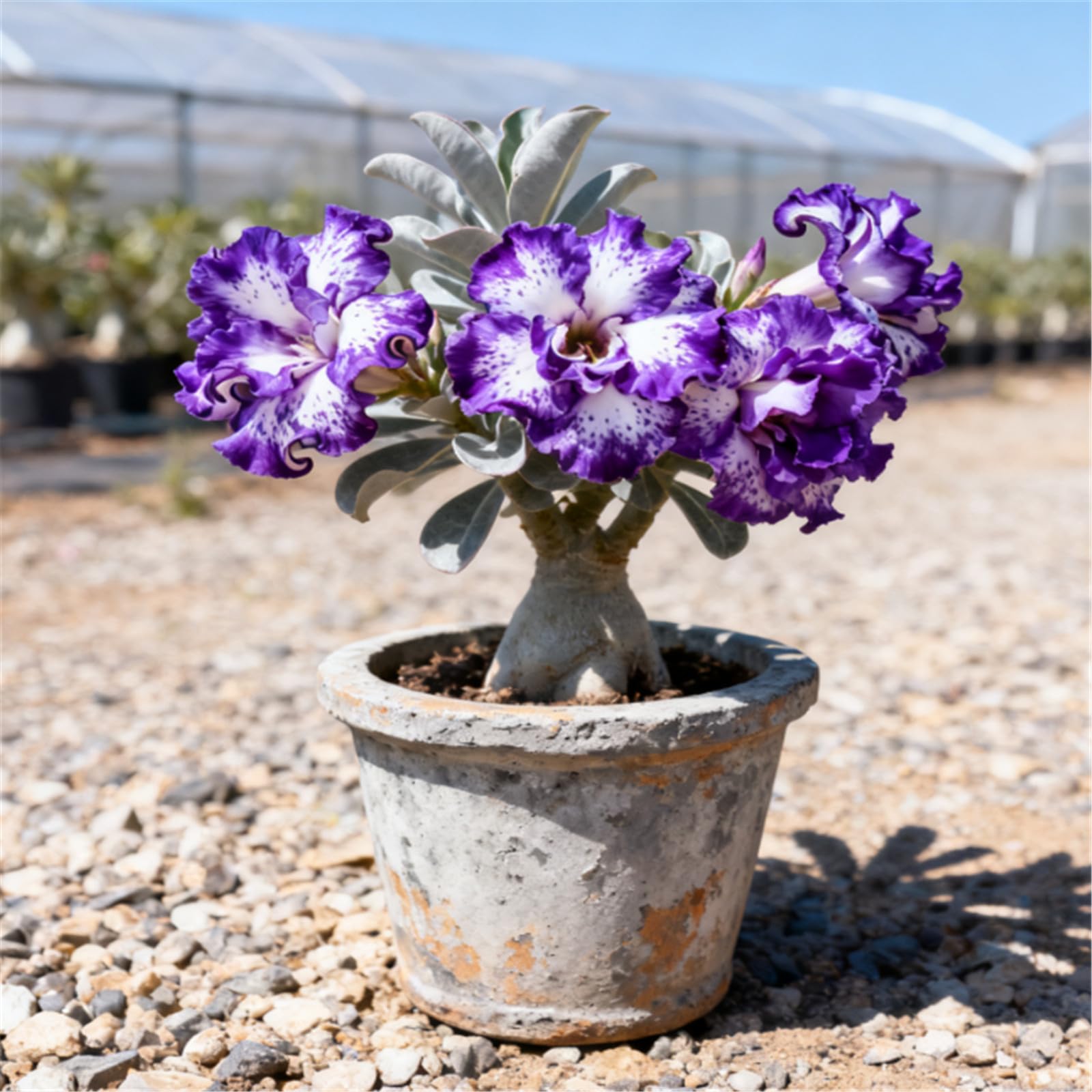 Drought-Tolerant Desert Rose Plants/Desert Rose Tubers/Cold-Hardy Perennials/Flowers Year-Round/Professional Planting for Stunning Garden Displays-4 Bulbs-J