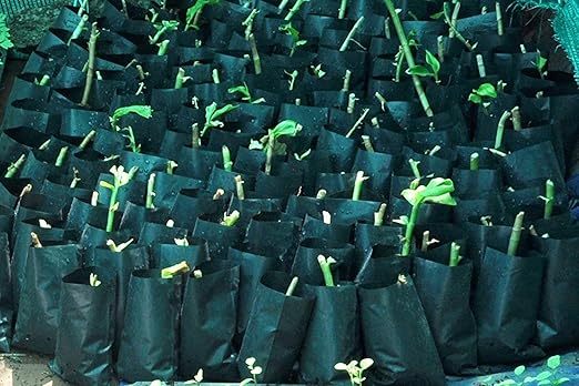 Earatagropots Plastic Grow Bags, Black, 100 Pieces