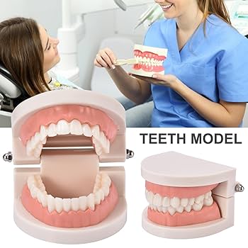 Amazon.co.jp: 歯列模型 上下顎模型 歯形模型 歯磨き指導模型