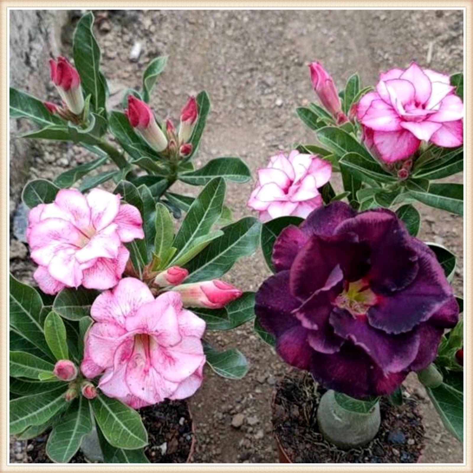 Adenium obesum pflanze,wstenrose zimmerpflanze,Winterharte Stauden,seltene  tropische Pflanzen-5zwiebeln-A : Amazon.de: Garten