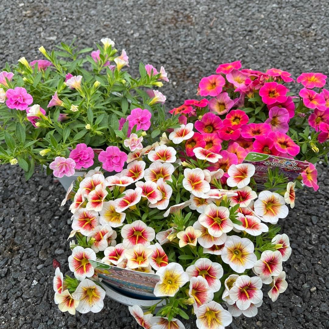 カリブラコア 5号3鉢セット カリタスティック カメレオン