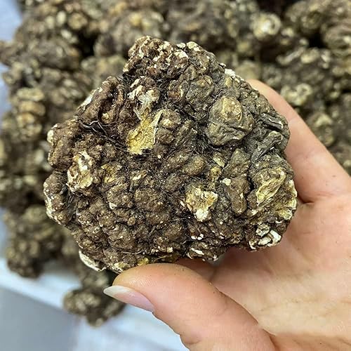 Rhizoma CHUANXIONG Chuanxiong Ligusticum Chuanxiong Hort Medicina tradicional china, Chuanqiong Sichuan Dome, chuanxiong Rizoma Rhizoma Ligustici