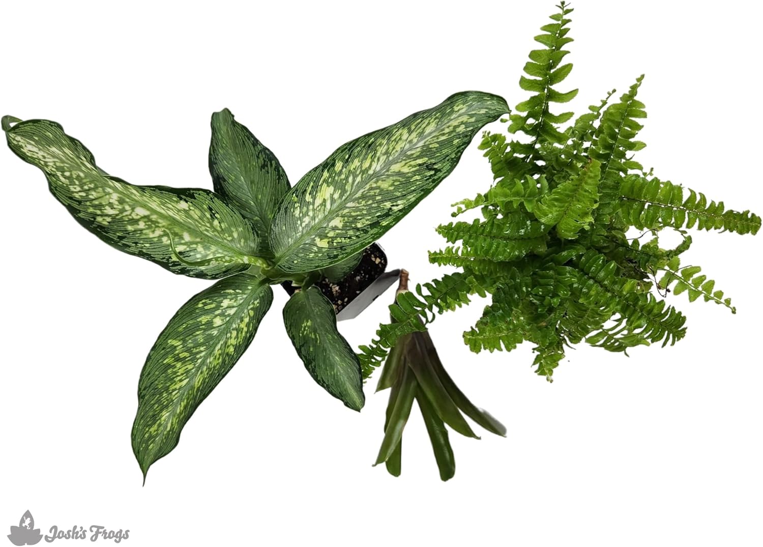 Josh's Frogs Amazon Milk Frog Vivarium Bioactive Plant Kit (18x18x18 Terrarium)