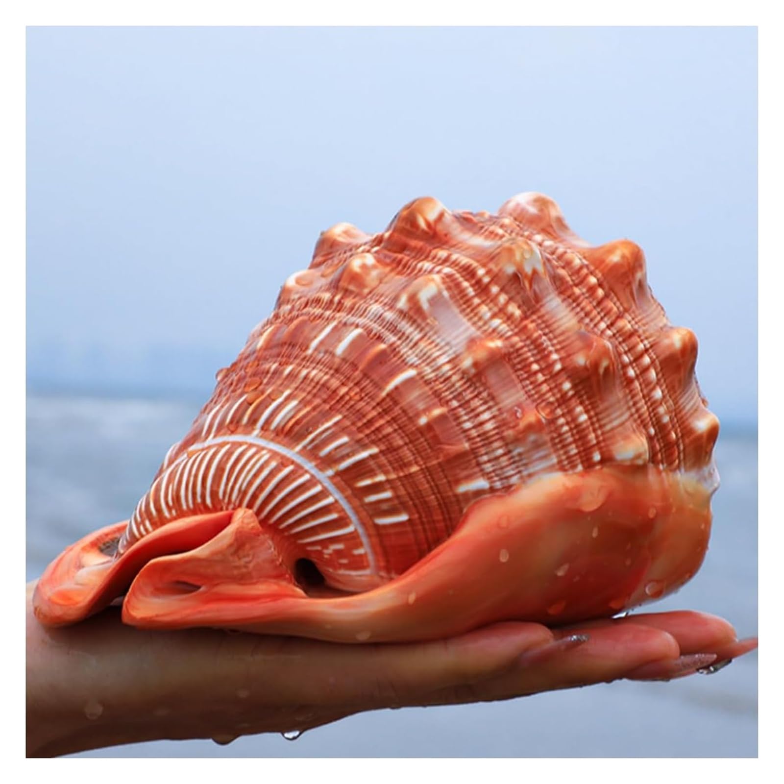 Duże muszle trąbkowe, Ogromne rzadkie morskie muszle 11~15 cm idealne na wesele(14~14.5cm)