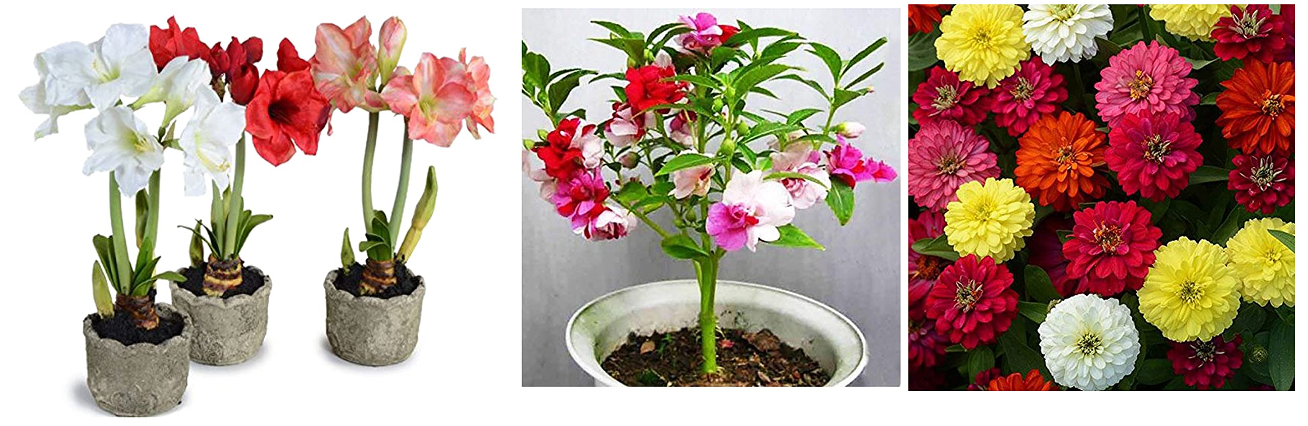 Kraft Seeds Gate Garden Amaryllis Lily Flower Bulbs (Multicolour, Pack of 11) & Balsam Tom Thumb Mix Seeds - Pack of 5 & Zinnia Mixed Flower Desi Seeds Summer Variety Special (Multicolour) (B09SYNTWQD) Amazon Price History, Amazon Price Tracker