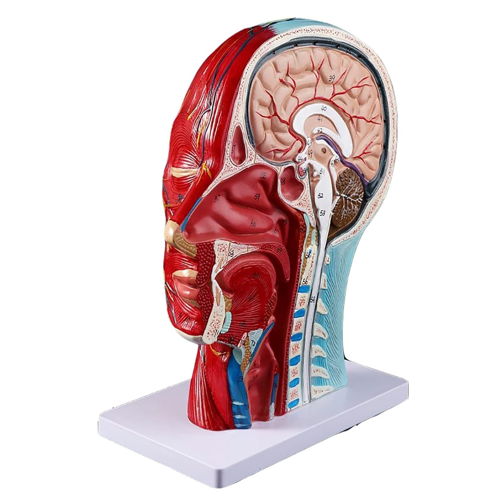 Modèle neurovasculaire demi-tête AMITD de taille réelle pour l'étude de la cavité crânienne
