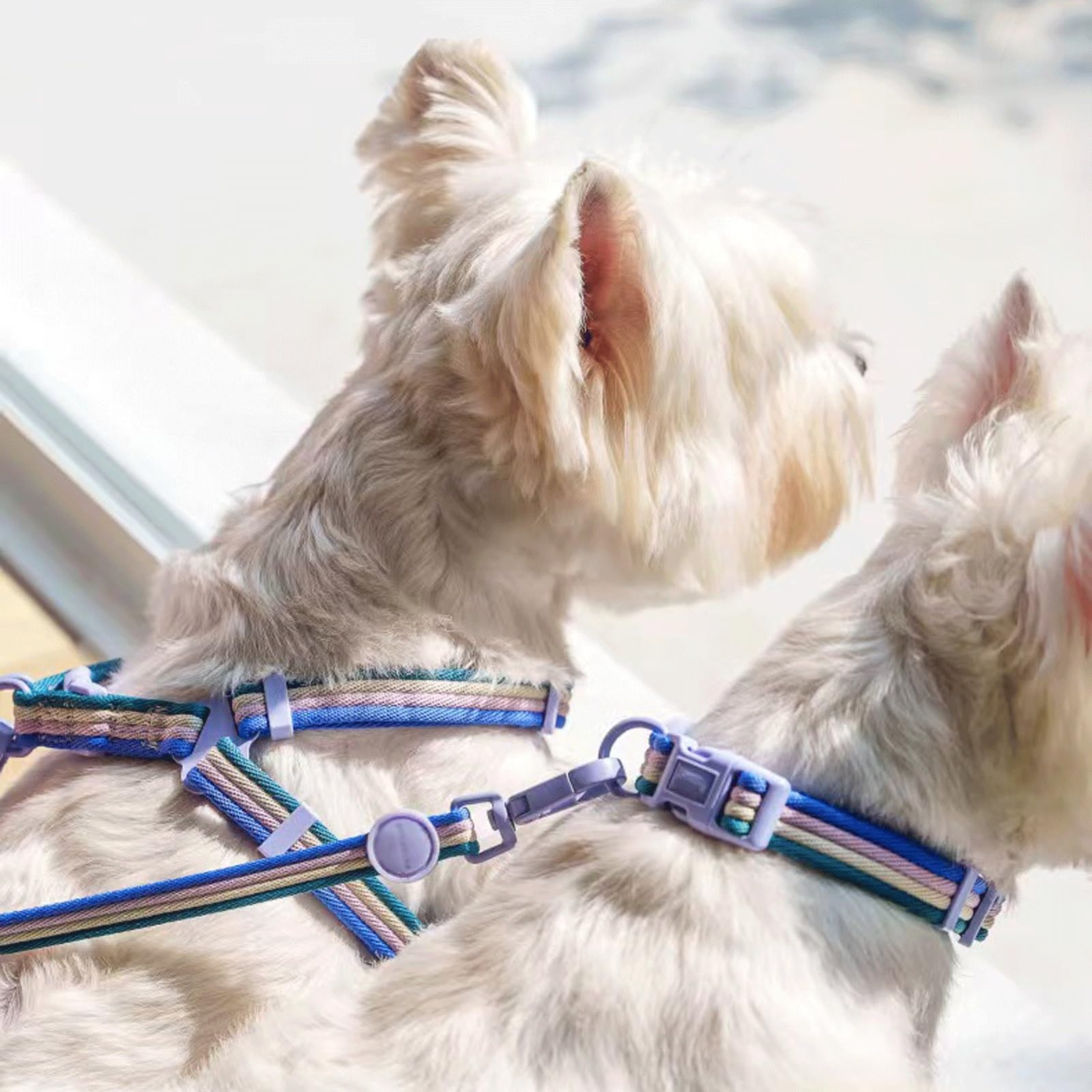 Verstellbares Hundegeschirr – Anti-Zug-Weste | Inklusive Passendem Halsband Und Leine – Schnellverschluss | Geeignet Für Kleine Bis Mittelgroße Hunde(Blue,M)