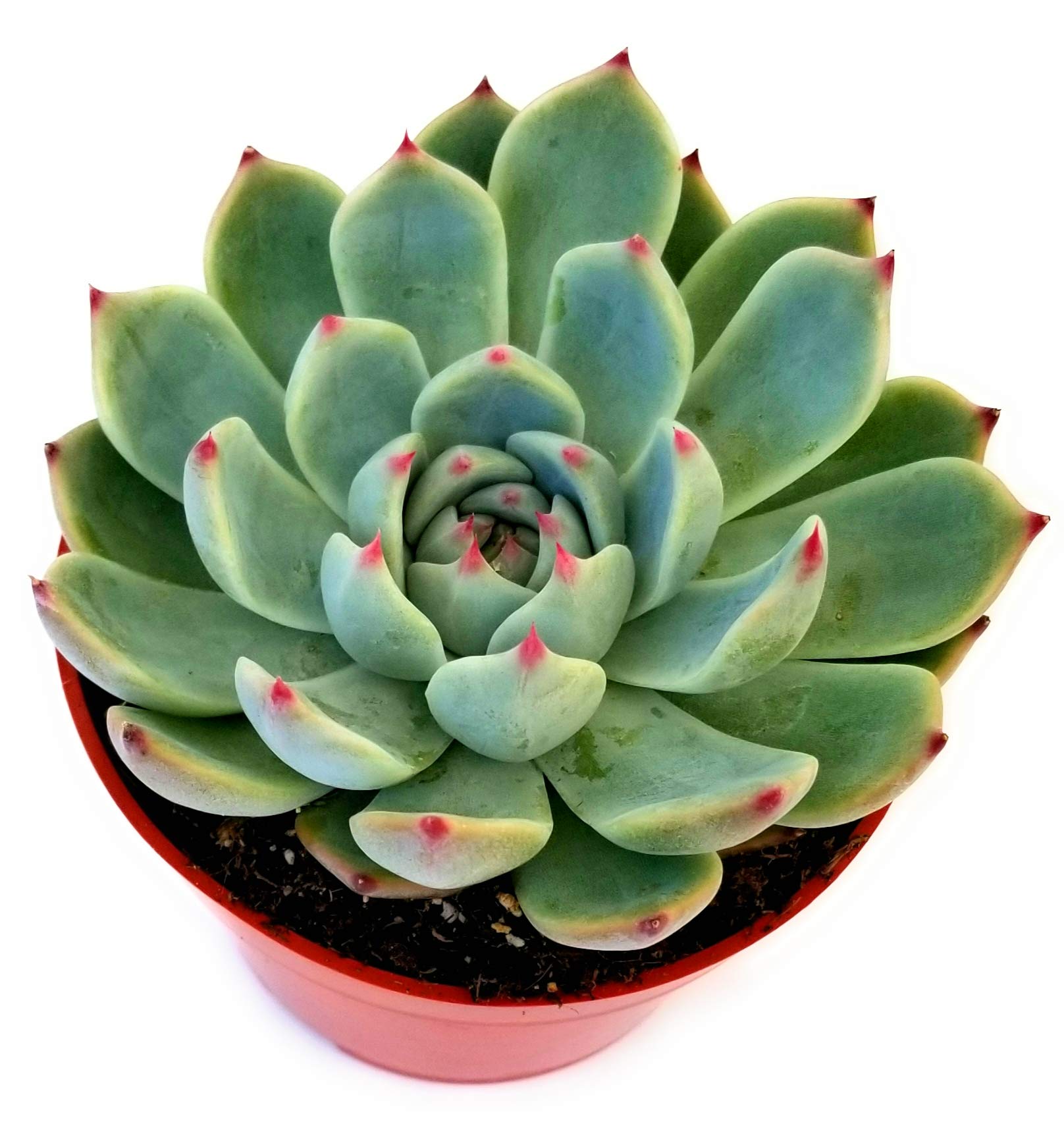 Fat Plants San Diego Live Echeveria colorata