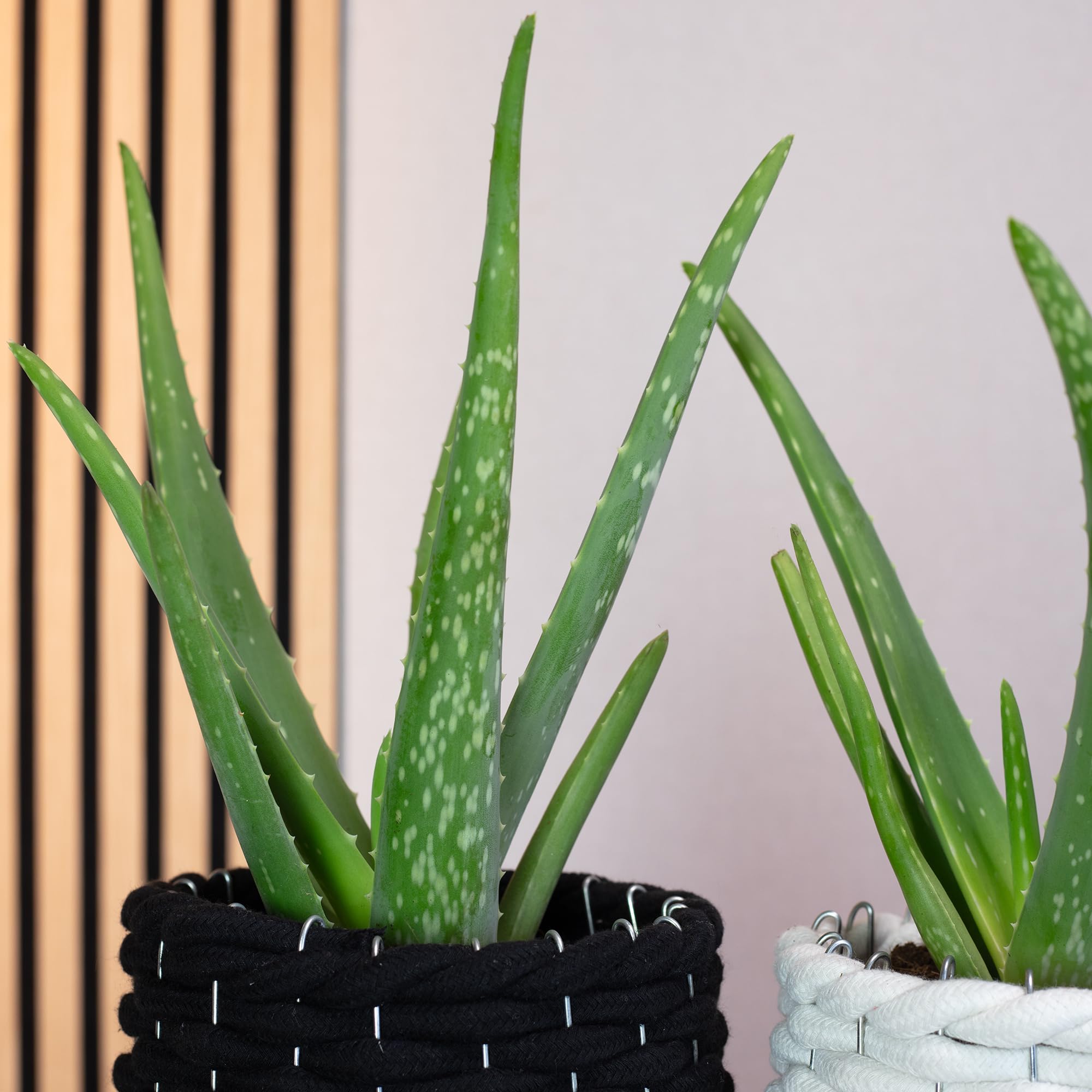 2er-Set Echte Aloe - pflegeleichte Zimmerpflanze, Aloe vera - Höhe ca. 40 cm, Topf-Ø 12 cm